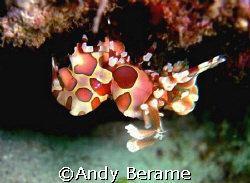 harlequin shrimp @ maribago marine station, lapu-lapu cit... by Andy Berame 